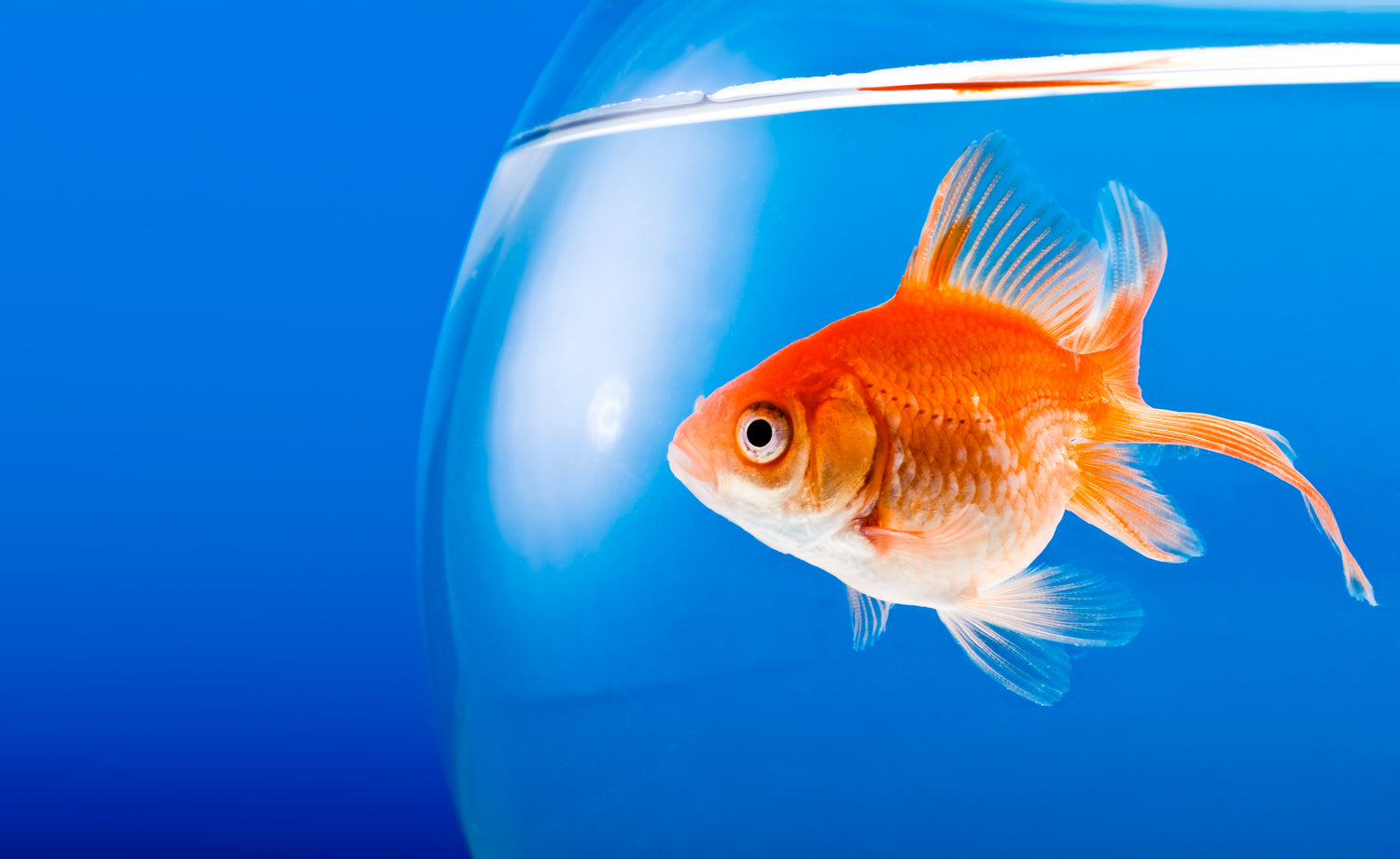 Aquarium landscape decoration