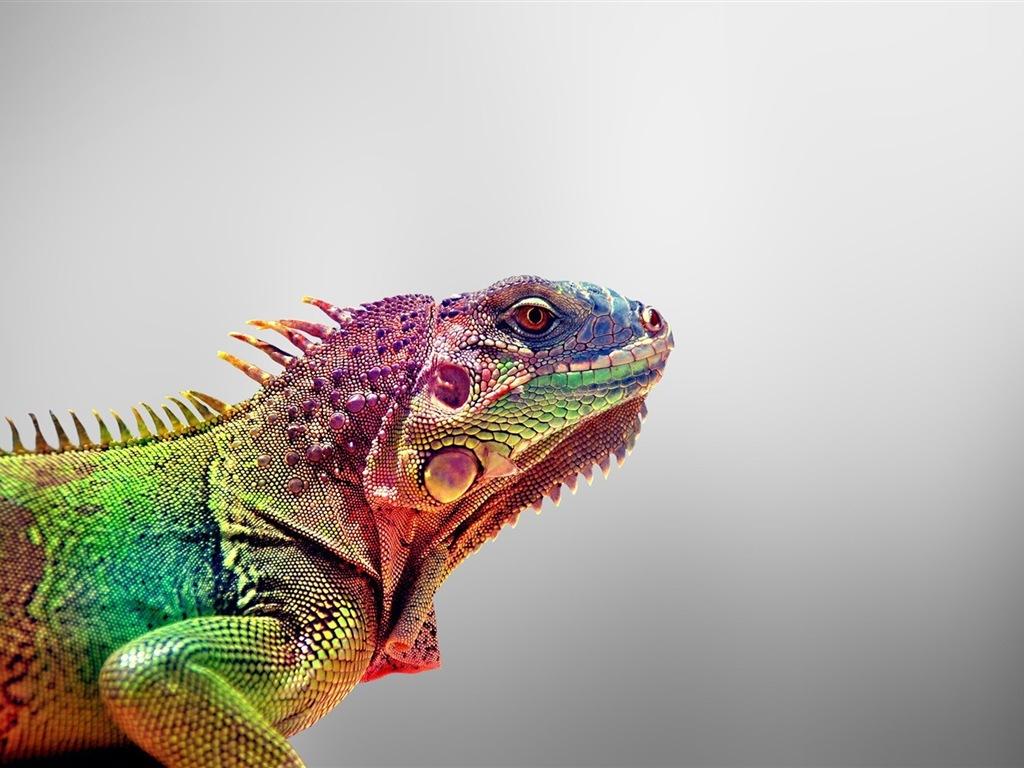 Reptile products